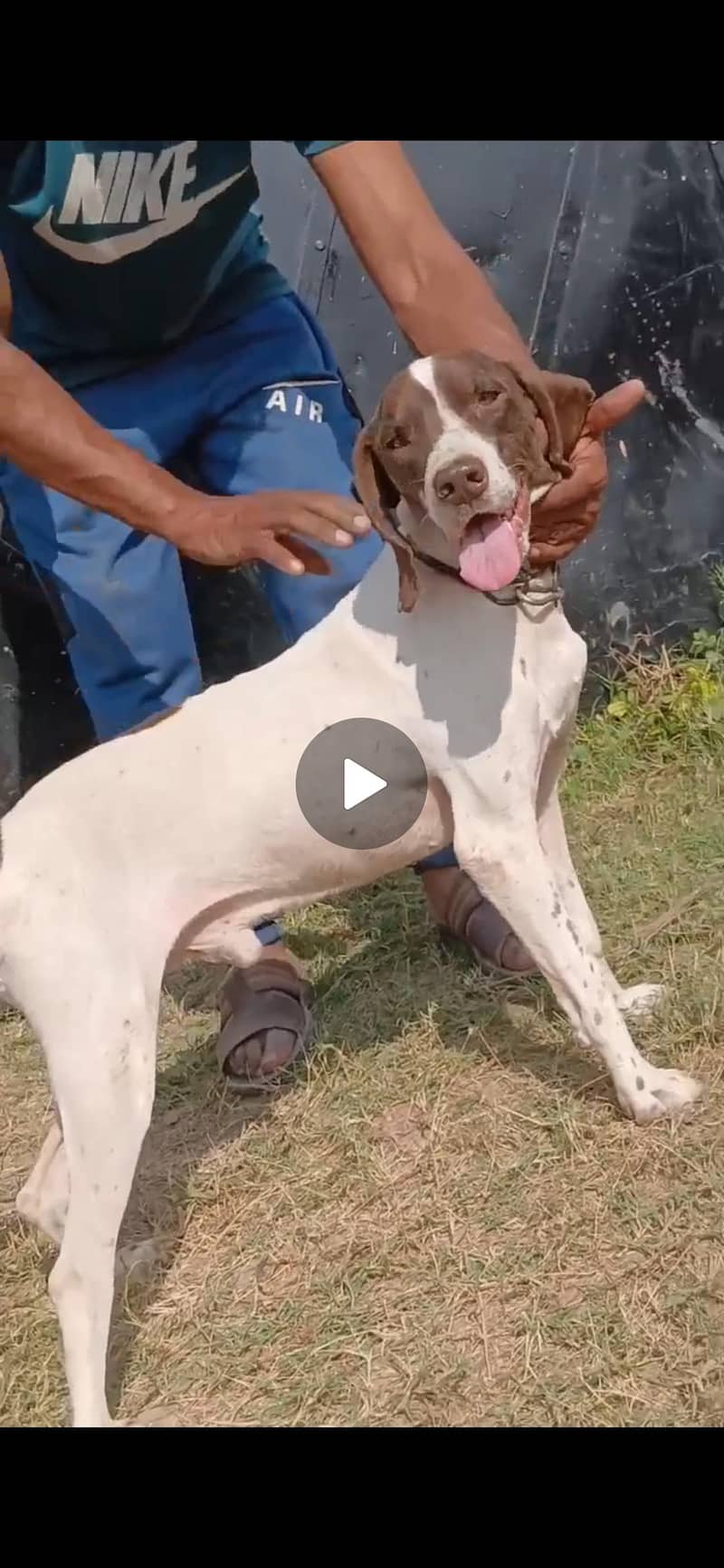 pointer trained male 1