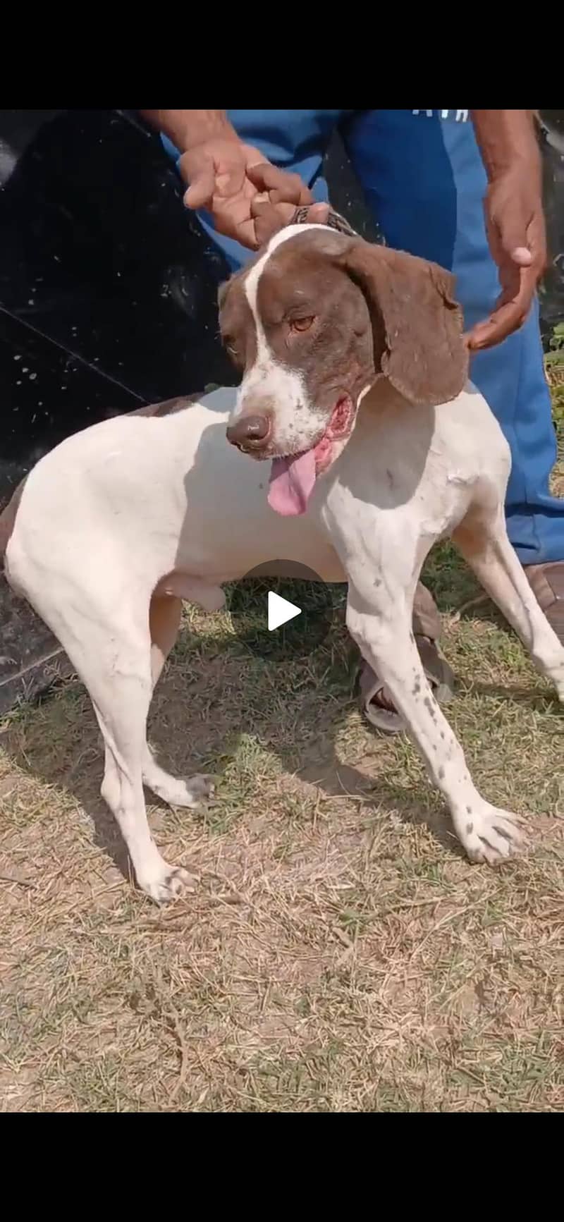 pointer trained male 2