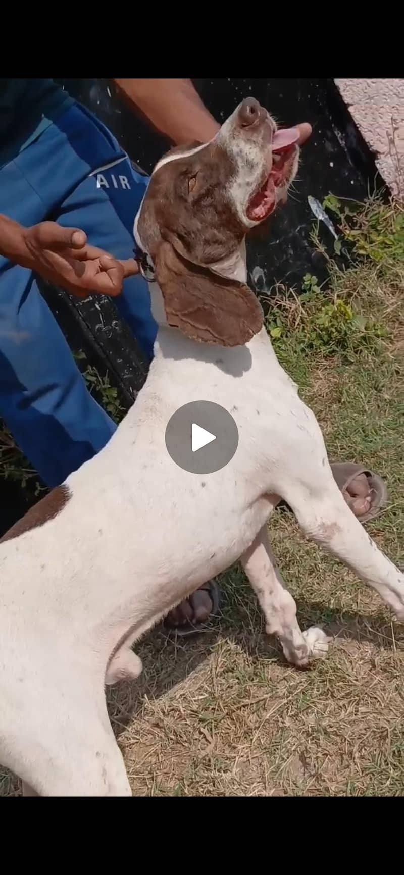 pointer trained male 3