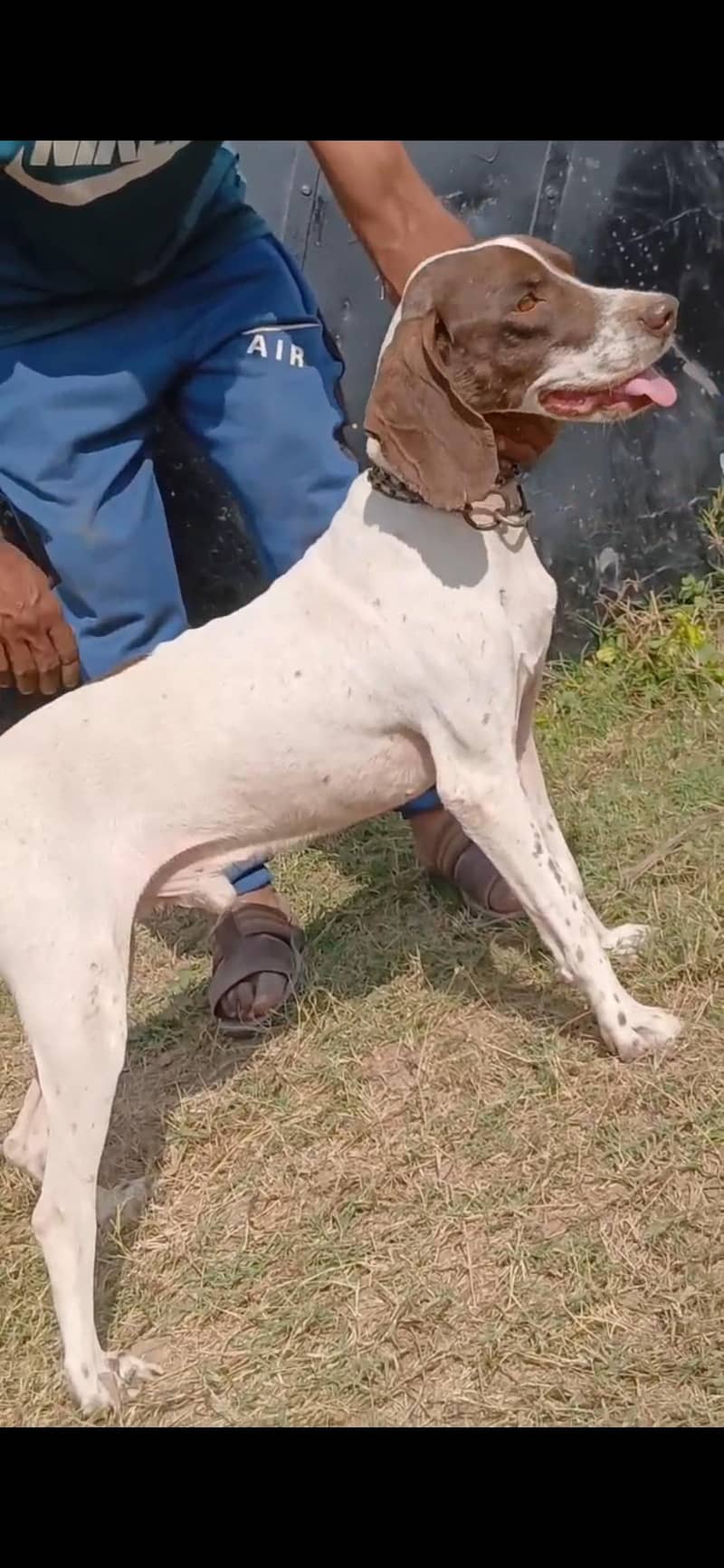 pointer trained male 4