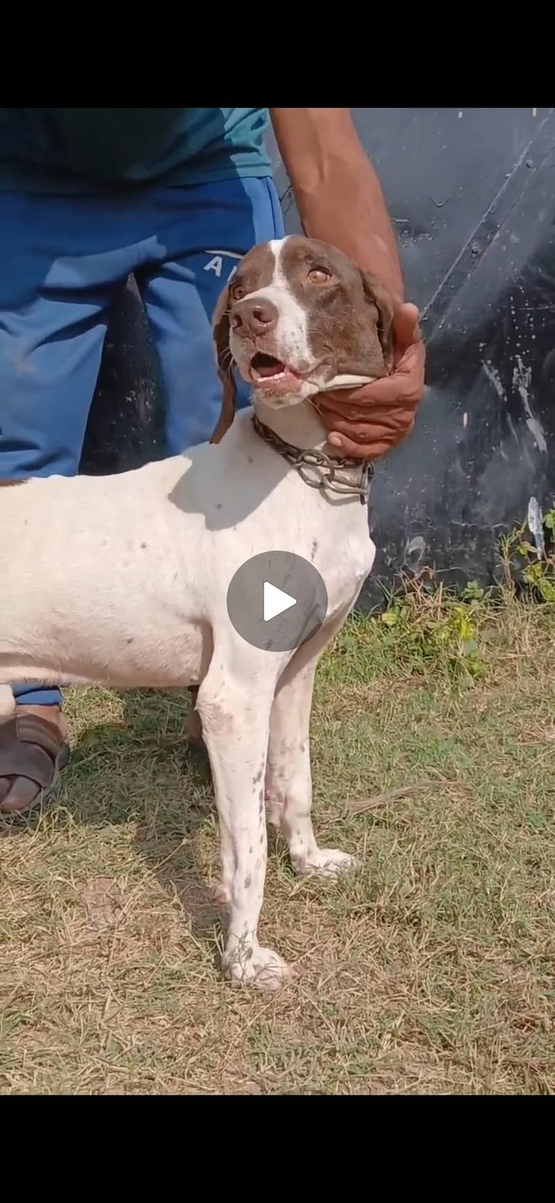 pointer trained male 5