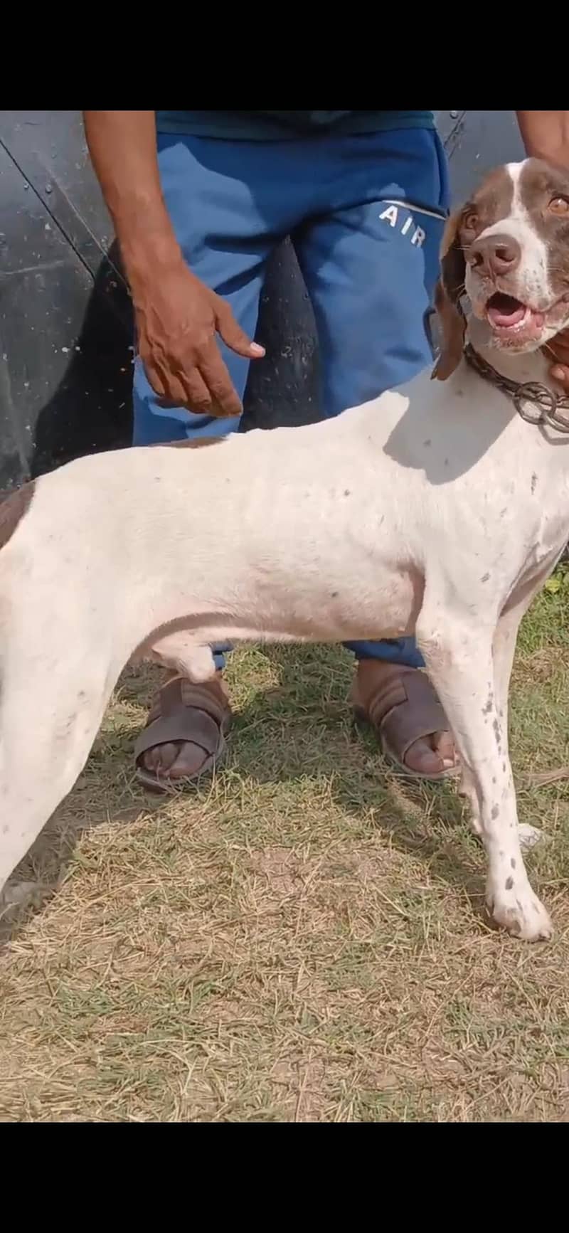 pointer trained male 6