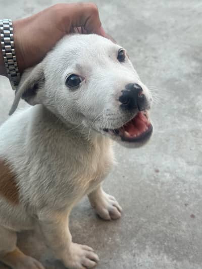 FÎGHTER BÛLLY GÛLTÂÎR  LÂST BÂBY