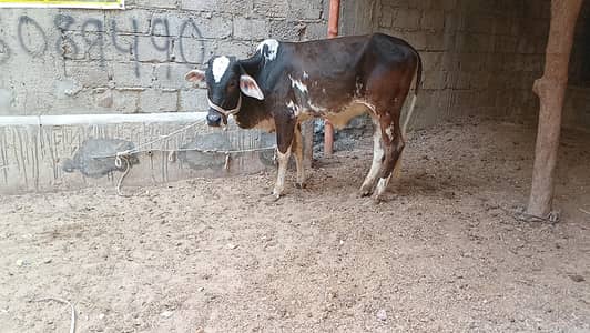 bachra for sale