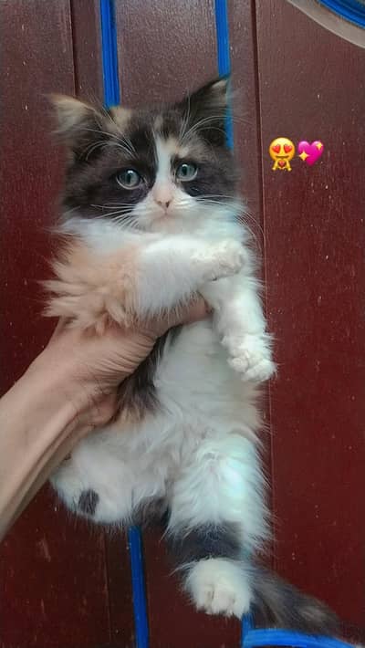 Persian female kitten