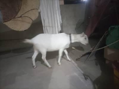 do dant female 2 manth ke gaban