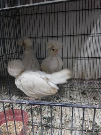 Fancy chick's Silky ,polish, buff,bentum