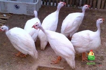 Fresh Guniea fowl black and white both available