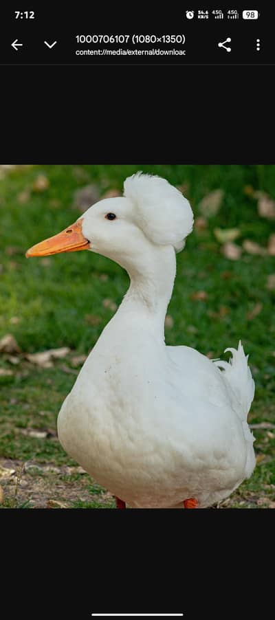 crusted ducks chicks
