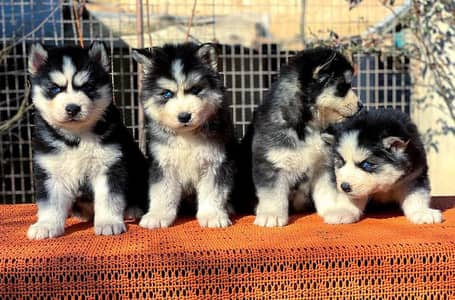 siberian Husky wolly coat puppies top quality  wattsapp 03294018736