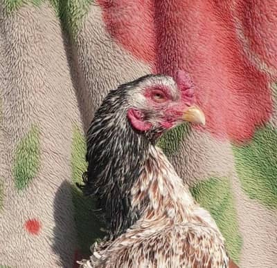 high quality aseel madi.