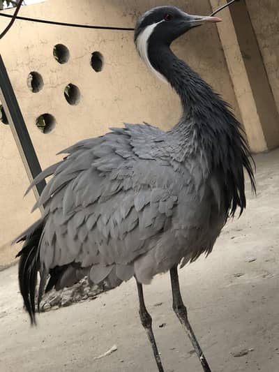 Original Kounj Pair Available