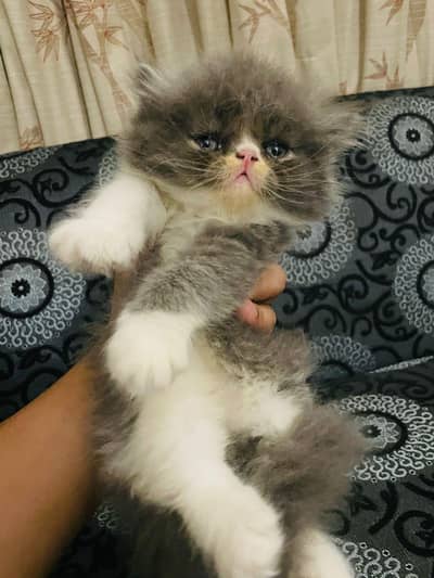 Peki Persian Kitten Triple Coated Fluffy Home Kitten