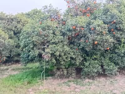 10 acres Orange fruit for sale