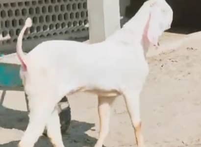 Desi Bakra Urgent For Sale Call/03274970754)