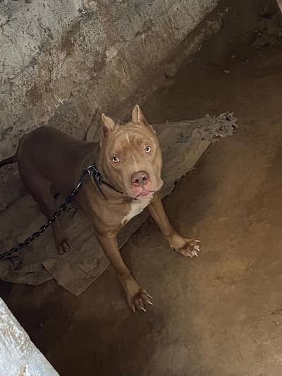 Pure American Pitbull