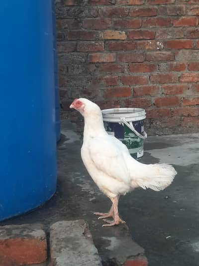 Aseel birds imp breed