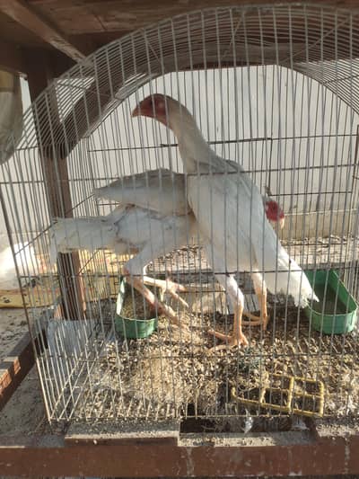 White Shamo Young pair