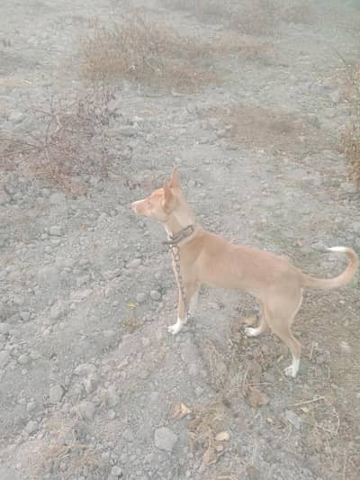 Gultair Breed for Urgent Sale