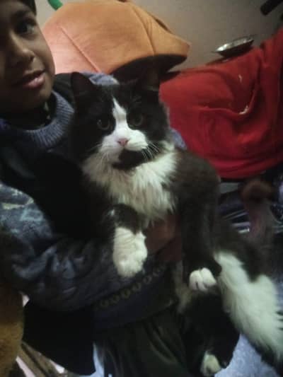 pershian Female cat For sale whatsup nbr 03084970434