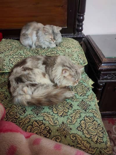 beautiful pair for sale