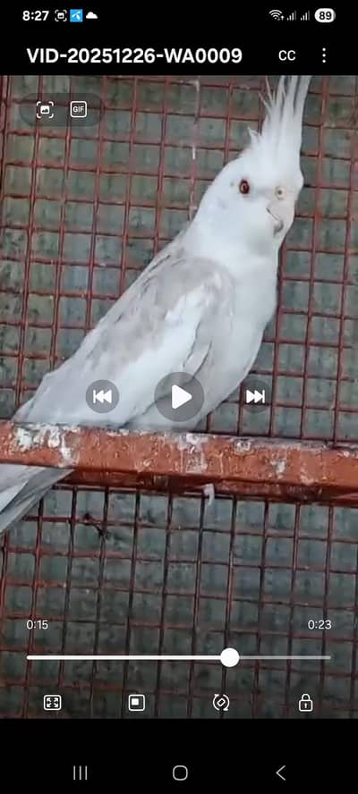 Fellow male  Eno red eyes