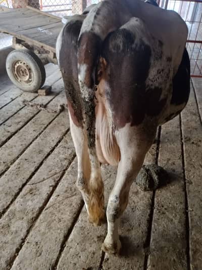 Freezon cross Cows for sale   3  Cows  saath m wachiyan b hain