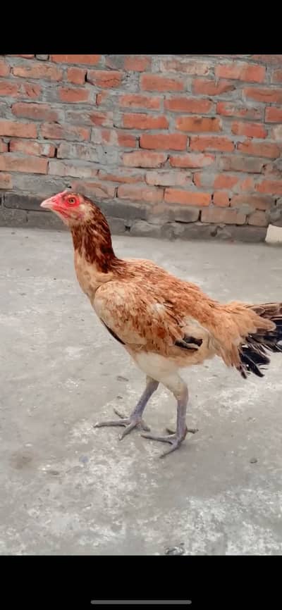 Aseel murgi for sale