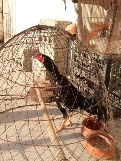 Aseel patha 4Sale Fnl price 7000