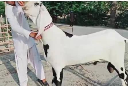 desi Bakra for urgent sale WhatsApp 0347,2094636