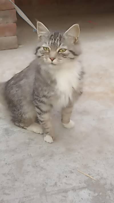 full frPERCIAN fiendly cat  kahna normal khata hai boild meat and milk