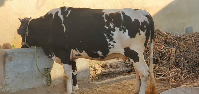 Joursey Cow for sale