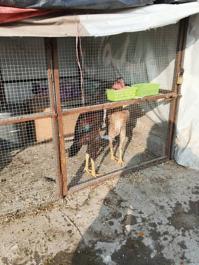 aslamualaikum sal my aseel shamo halty and active