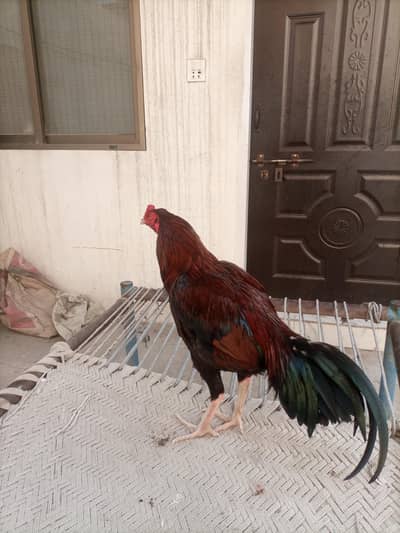 aseel patha exchange