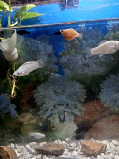 Molly Fish Parents and babies