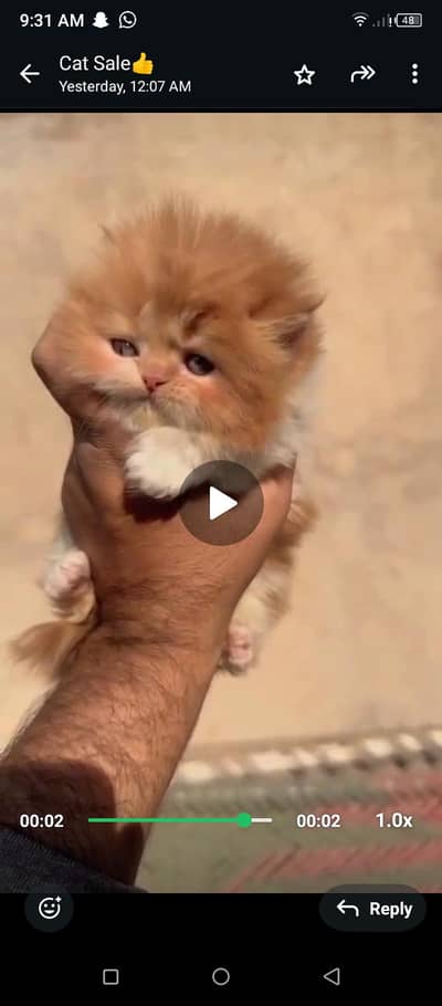 Persian cat argent for sale