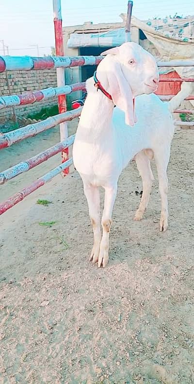 Gulabi Bakra for Sale Call 03405796364