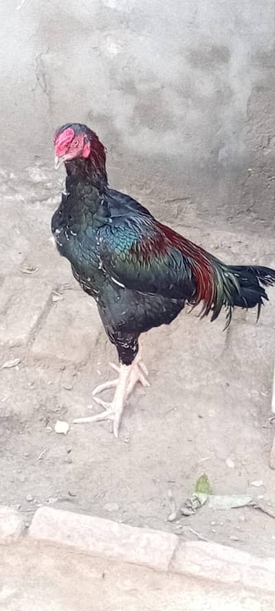 Aseel pair for sale. .