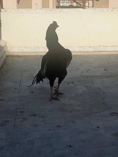 1 mianwali phatta or 2 females out class  pair