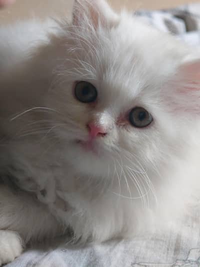 Triple Coated x punch Persian kitten