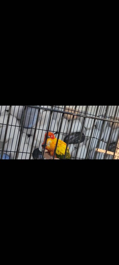 sun conure pair ready for breed with DNA reports