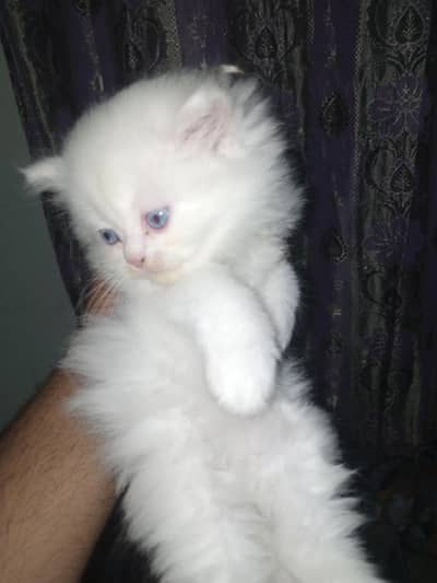 Persian Kittens for Sale