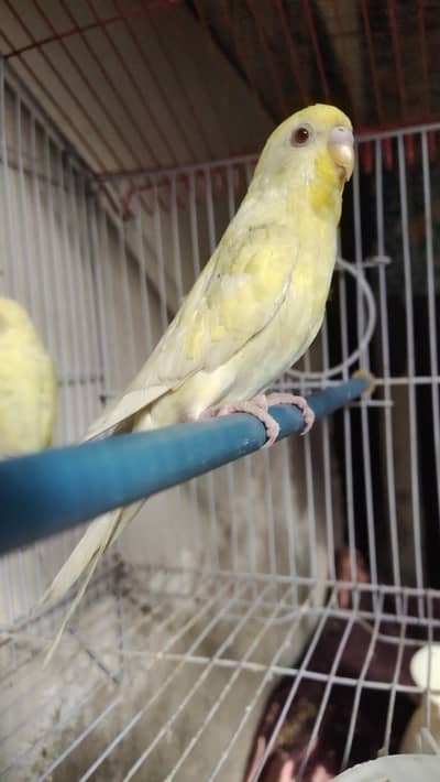 Split Hogo lacewings red eyes Pair.