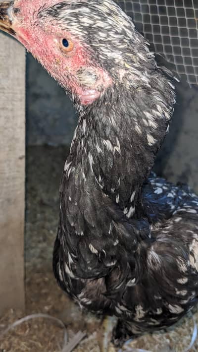 aseel mianwali breeder madia