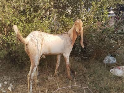 1 male breeder and 2 female goats