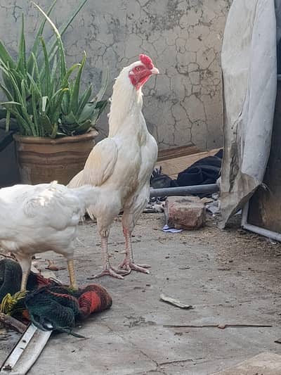 Highe quality bird Aseel miawali Hera jora