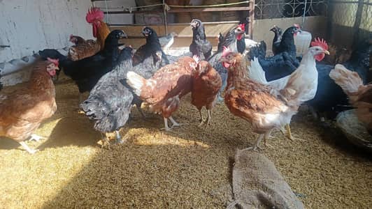 Lohman hens 10 month age very beautiful