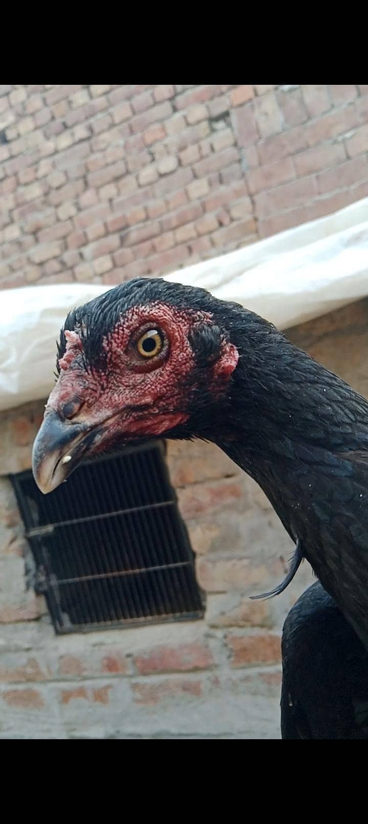 Thai pathi age 8 months - Hens - 1109307831
