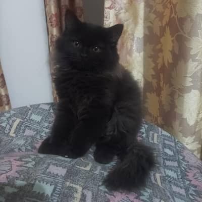 Persian Kitten (Washroom Trained)
