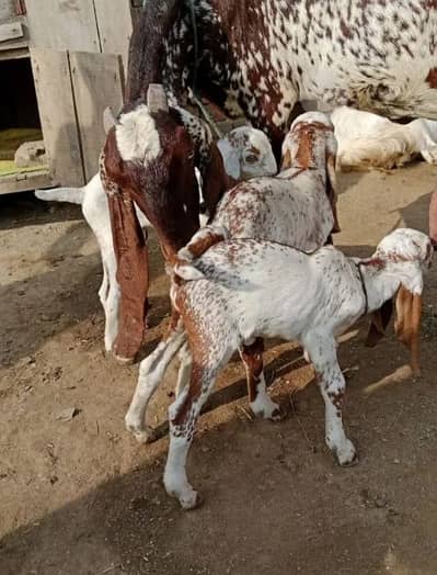 desi Bakri for sale03405796364